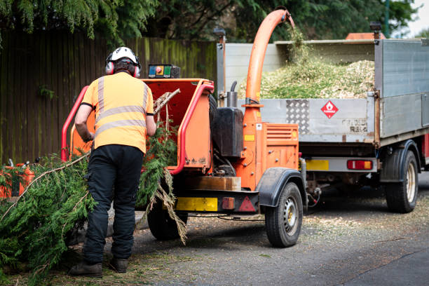 Best Dead Tree Removal  in Butler, GA